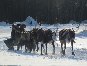 1024px-reindeer_pulling_sleigh_russia