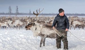 Reindeer herder, from "Quarter of a Million Reindeers to be Butched... after Anthrax Outbreak" : "Serbian officials have demanded a huge cull of a 250,000 reindeers by Christmas over the risk of an anthrax outbreak. Currently 730,000 animals are being kept in the Yamal Peninsula and the rest of the Yamalo-Nenets region."