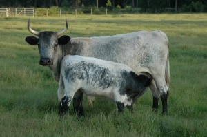 Florida_Cracker_cow_and_calf